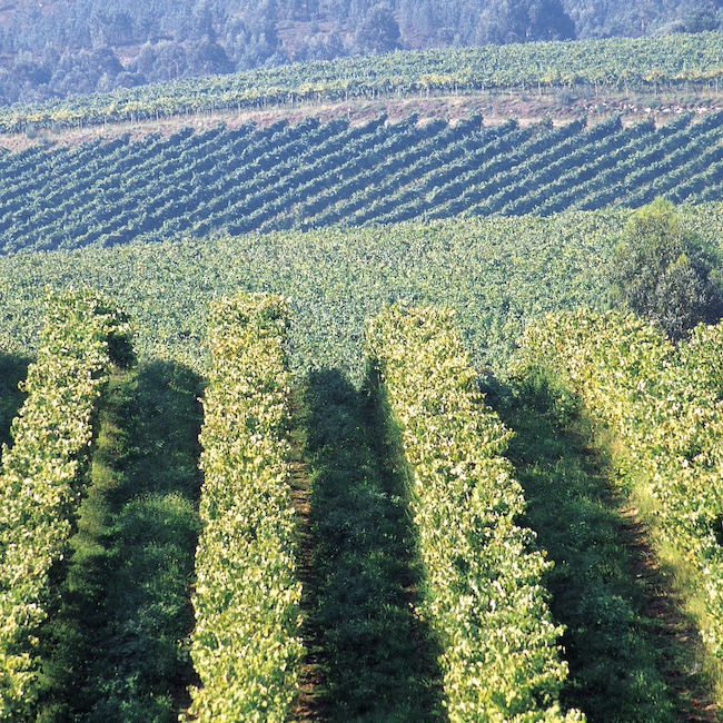 Albarino vineyards