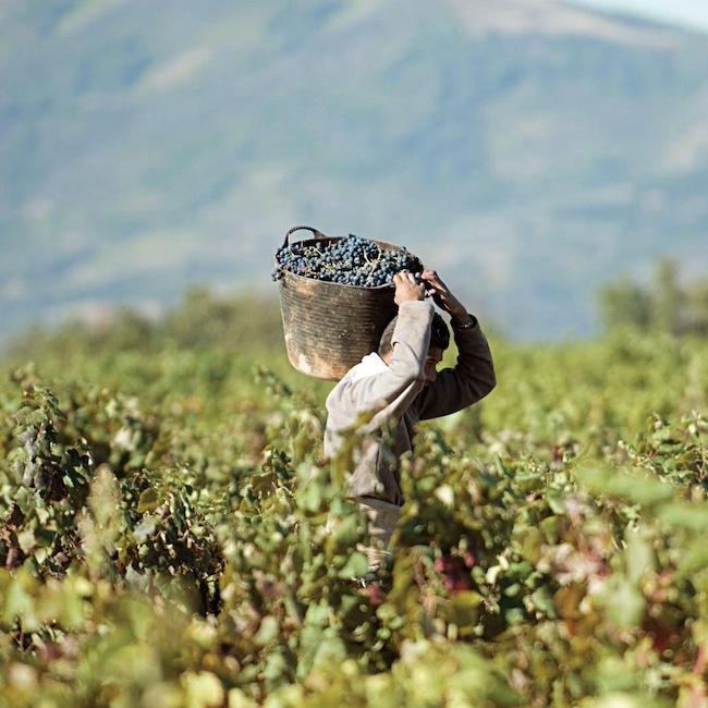 Wine producer carrying a pannier filled with bunches of grape in the midst of vineyards in the El Bierzo region (LeÛn, Castilla y LeÛn)