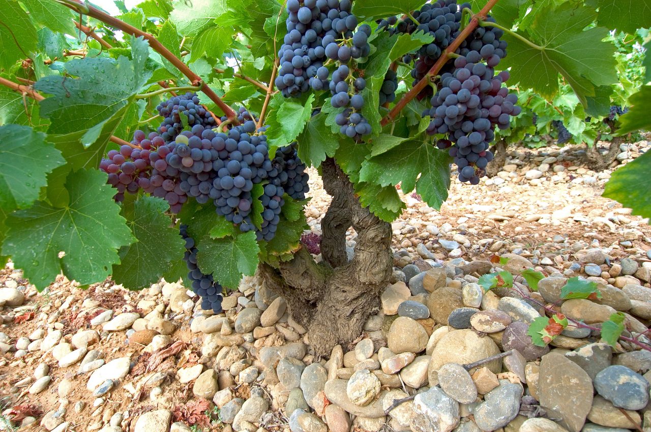 Varios racimos de uva tinta Garnacha en una vid vieja en Secastilla, Bodegas Viñas del Vero, Denominación de Origen Somontano (Huesca, Aragón) 