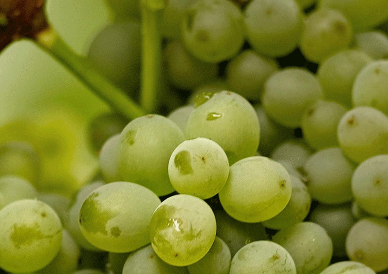 twelvegrapes