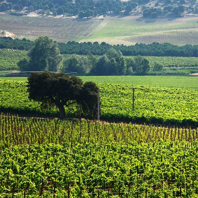 Vetus winery in DO Toro