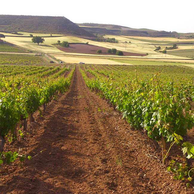 Bodegas Torres. Photo by: Torres