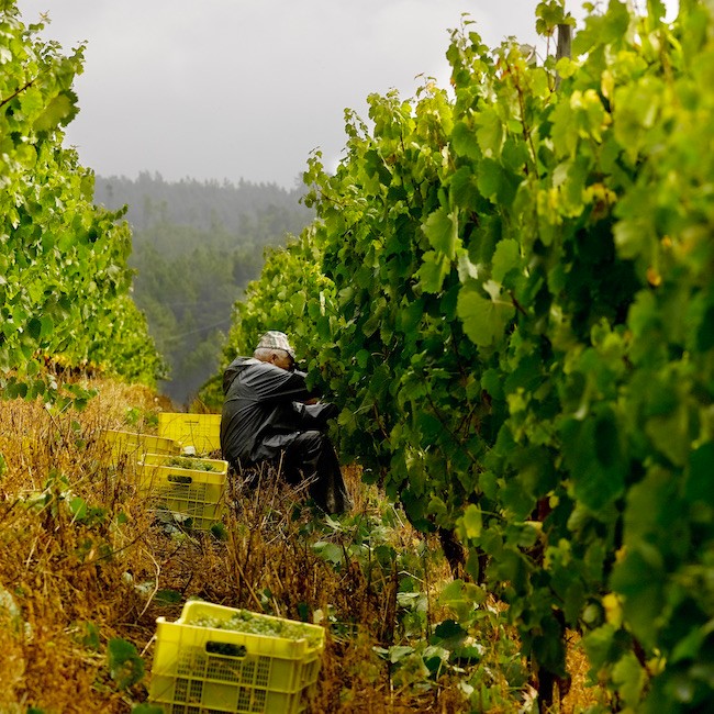 Godello vineyard