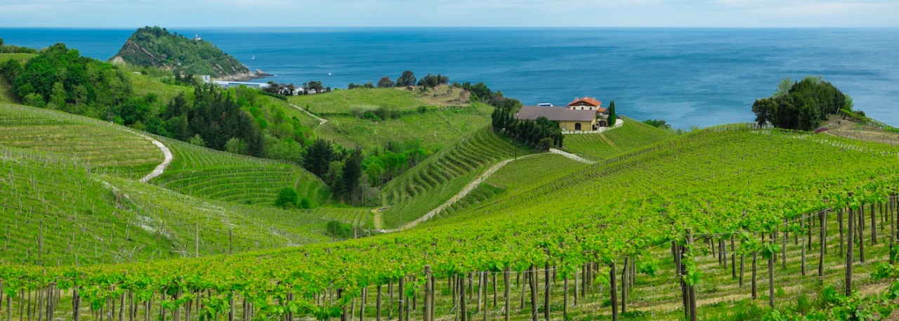 Txakolí vineyards