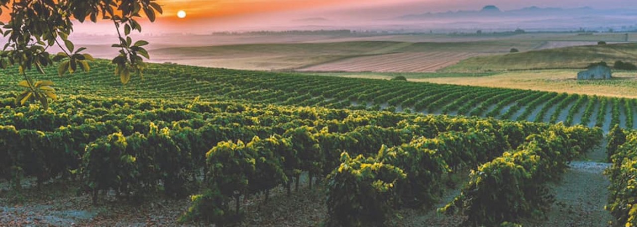 Jerez vines