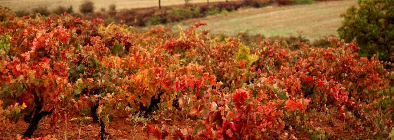 Castilla y León VdT | Foods and Wines from Spain