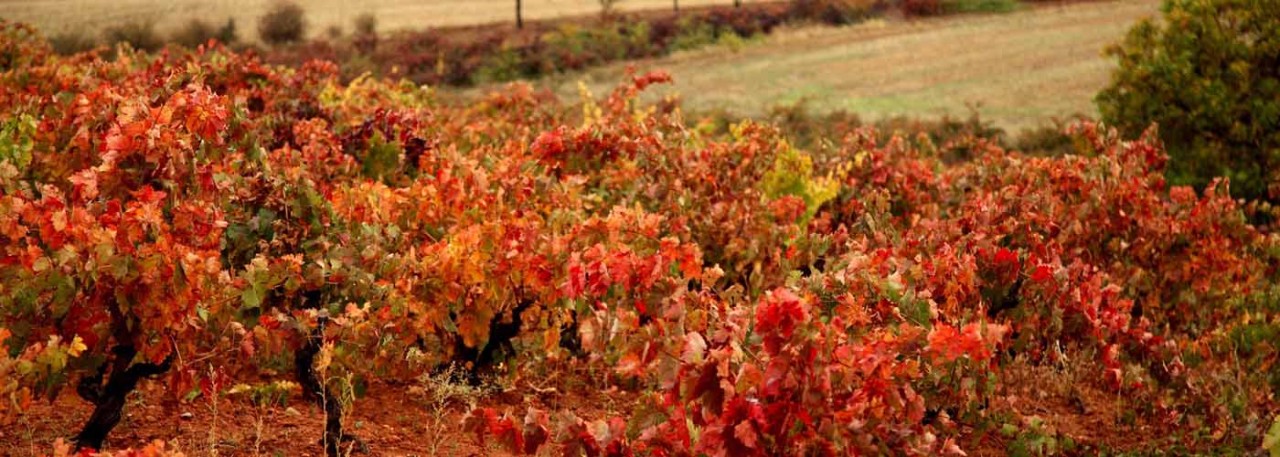 Wines from León Foods | Spain Castilla and y VdT