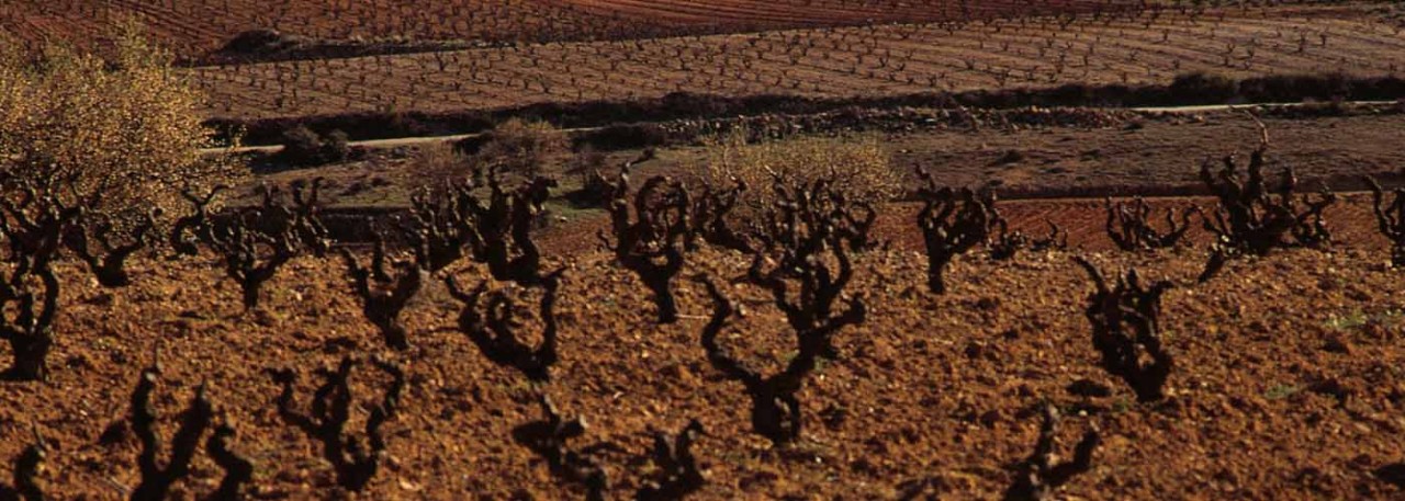 DO Utiel-Requena